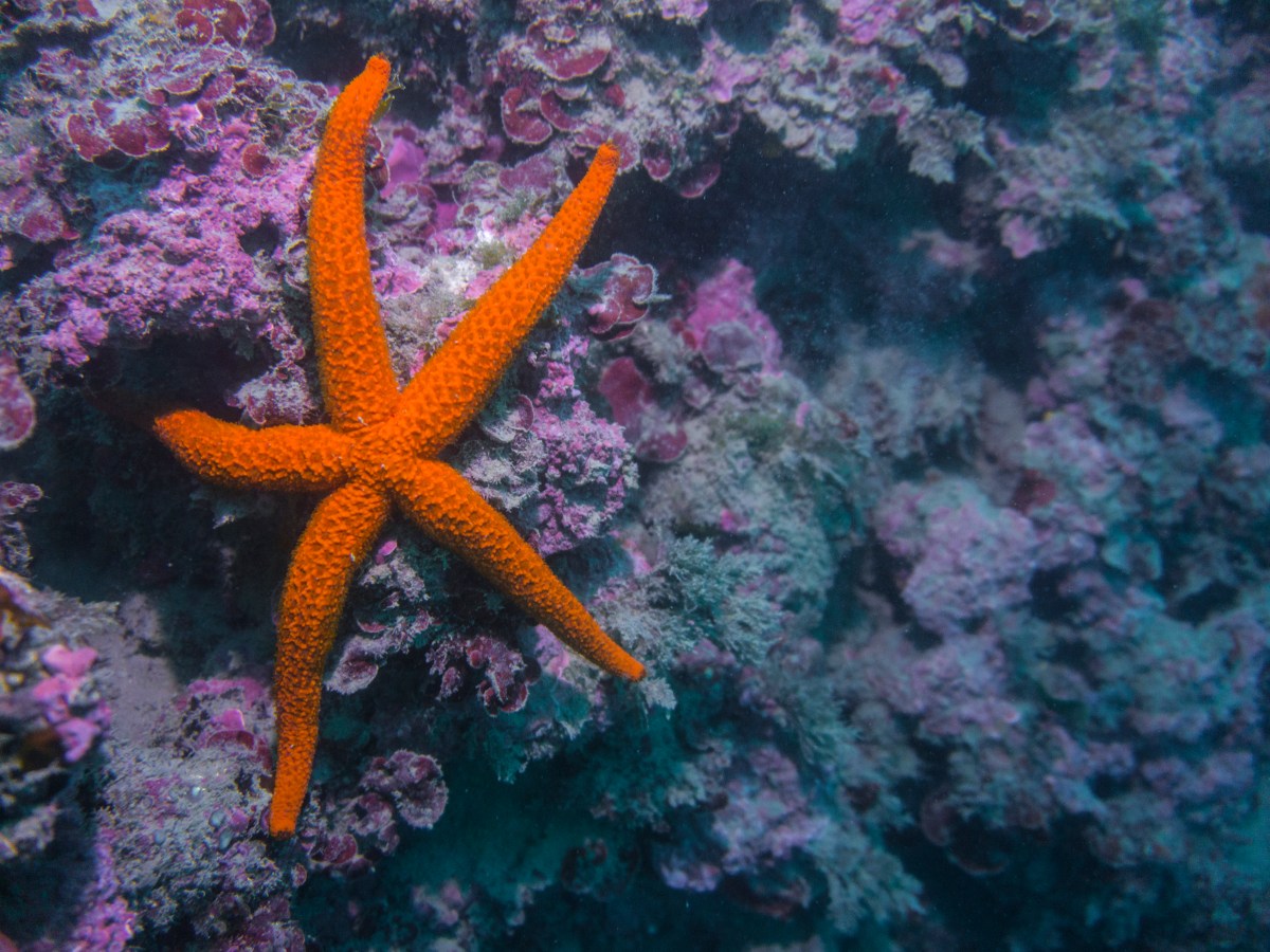 Resistant Ecologies of the Mediterranean&nbsp;Sea_SeaPaCS