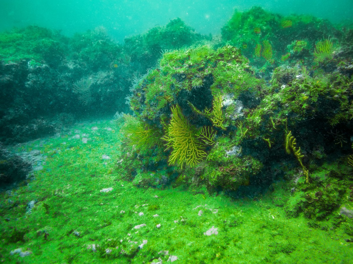 CO>SEA & PartArt4OW at the&nbsp;RGS2025