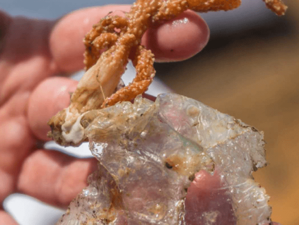 Advancing marine citizen science throught participatory geography now out in Local&nbsp;Environment